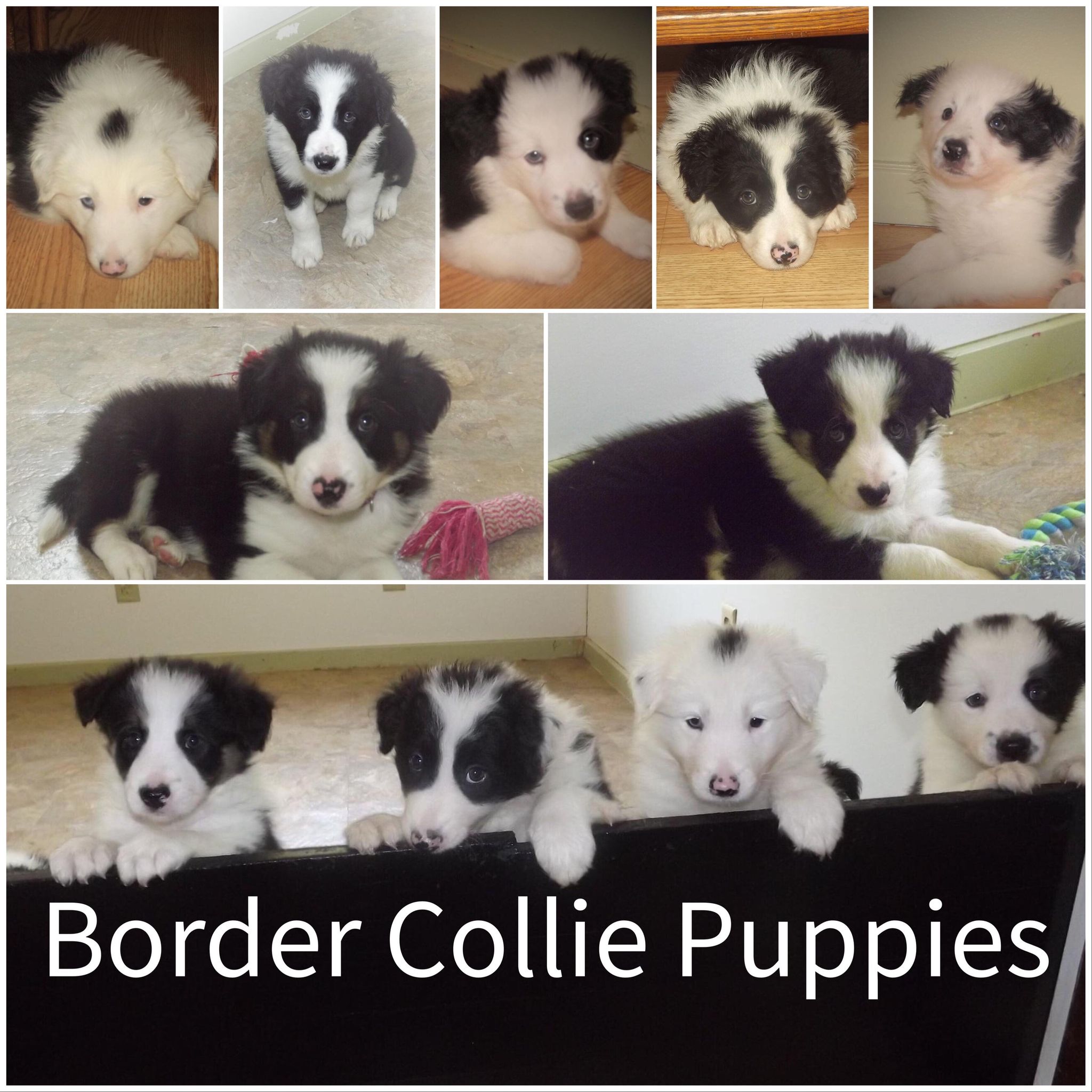 Pennysaver Online NY Pennysaver Classifieds