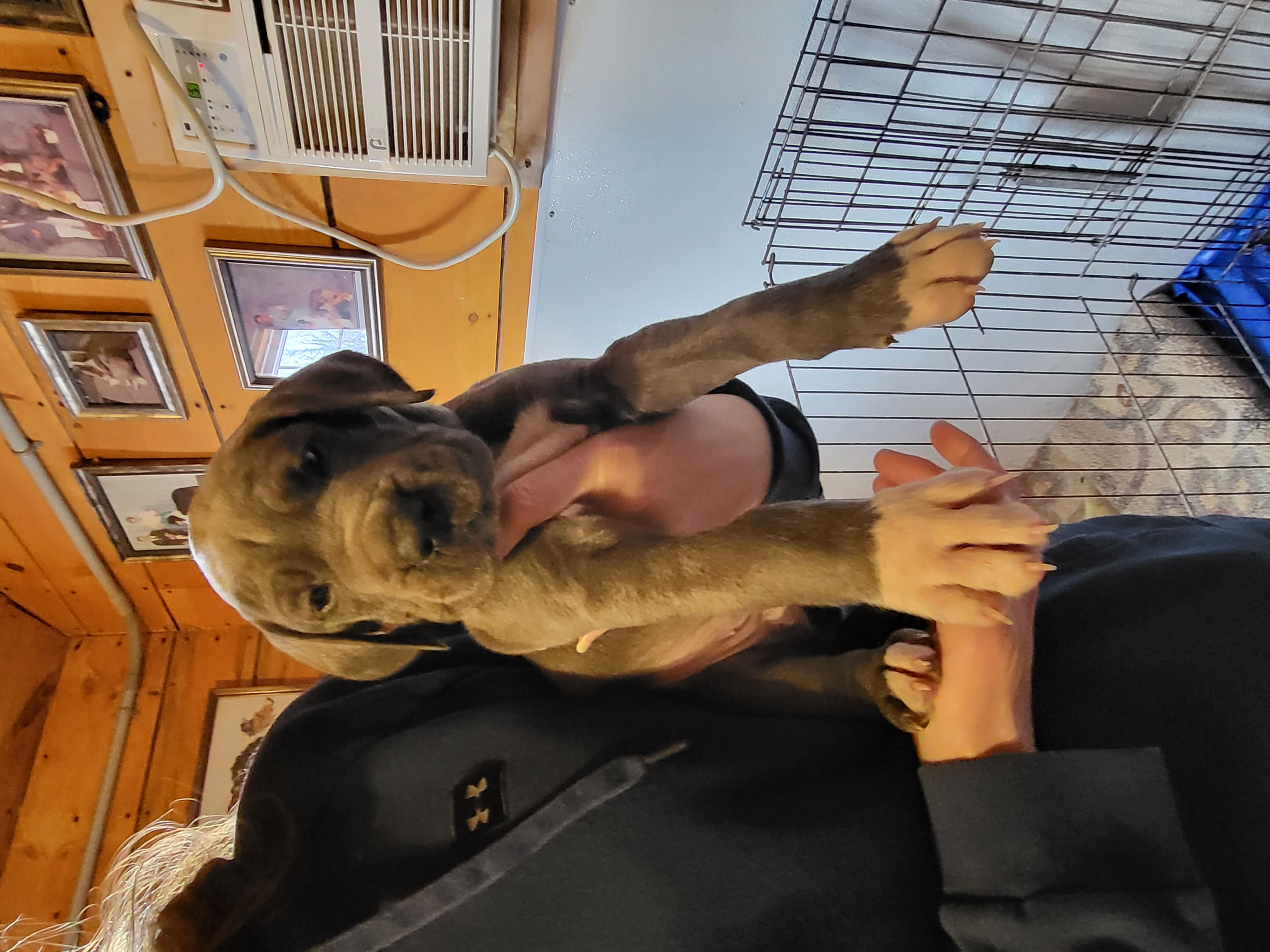 Pennysaver Online NY Pennysaver Classifieds